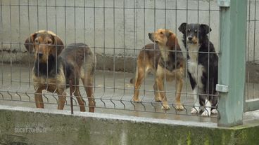 Fellkinder in Not in Kroatien