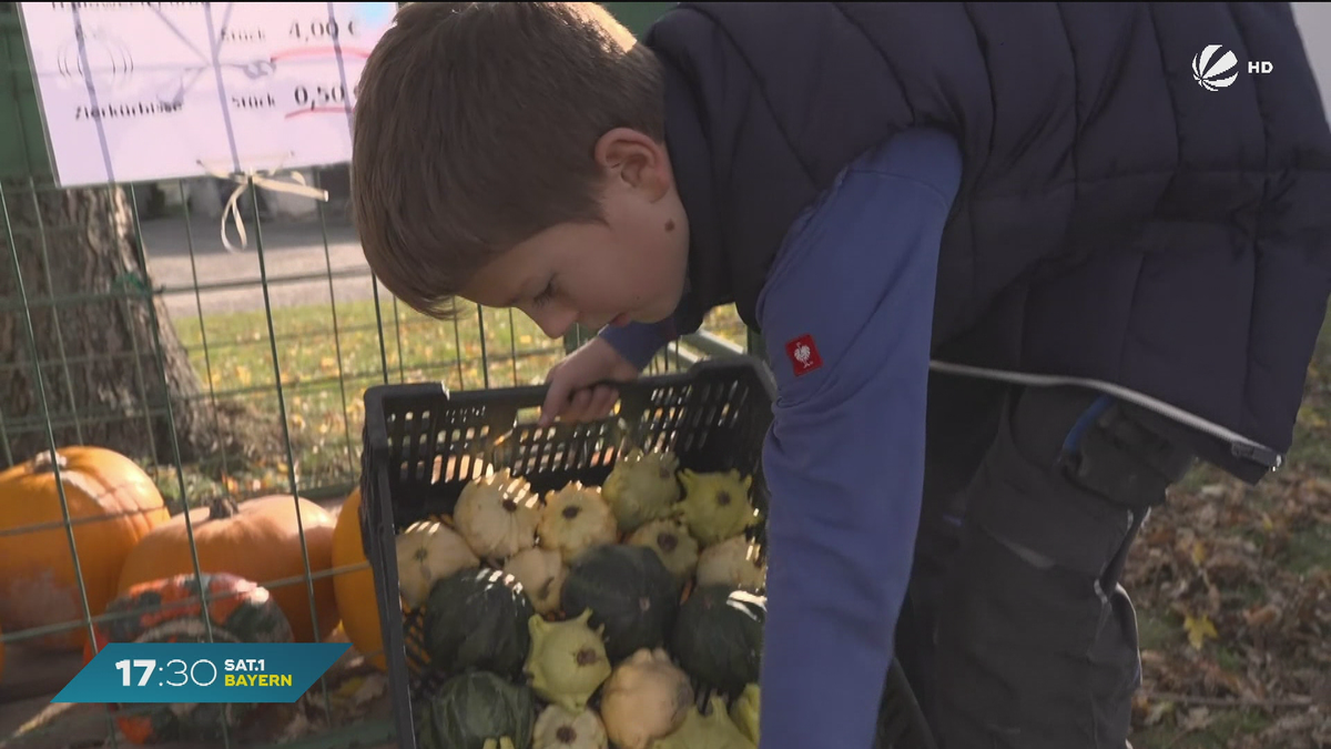 Nachwuchstalent aus  Otzing: Ist er Bayerns jüngster Kürbiszüchter?