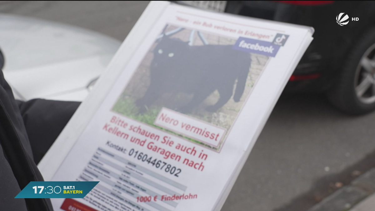 300-Kilometer-Reise jede Woche: Kater Nero seit Monaten vermisst