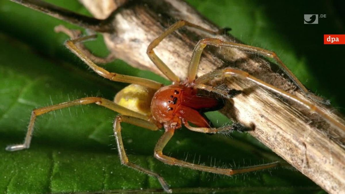 Diese giftige Spinne macht sich in Deutschland breit