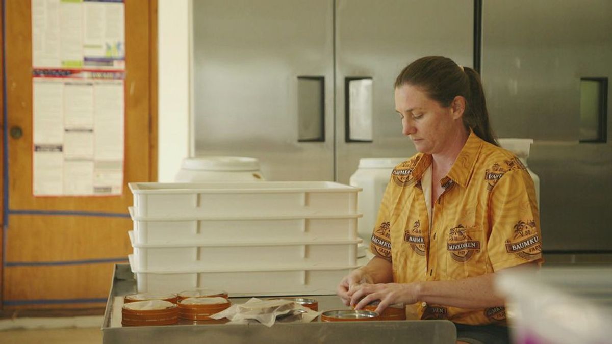 Baumkuchen erobert Hawaii: Ein deutsches Paar kämpft um ihren Auswanderertraum