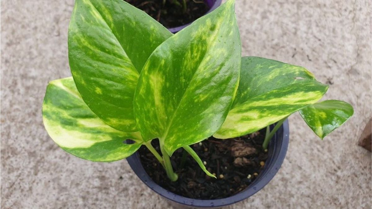 Kosten bei über hundert Euro: Diese künstliche Pflanze soll Leben retten