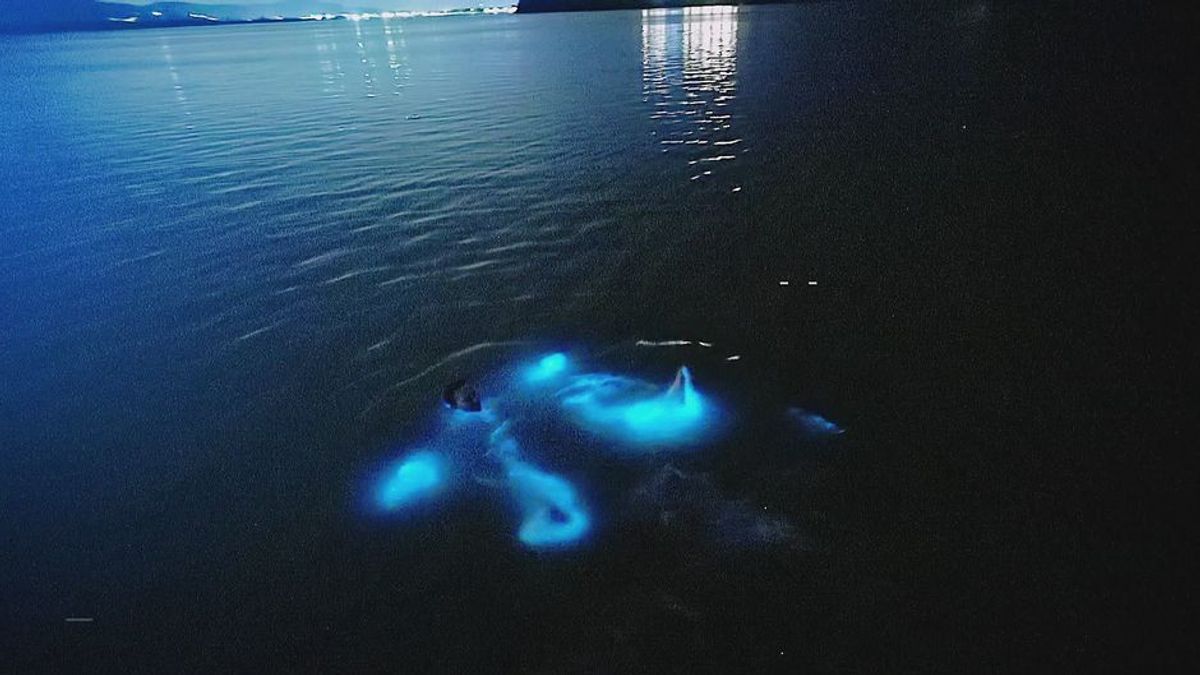 Glistening Waters: Warum leuchtet diese Lagune auf Jamaica?