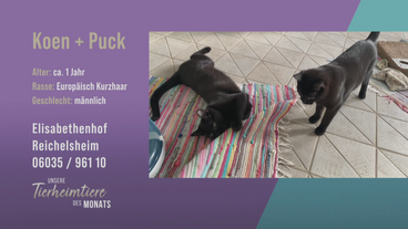 Kater-Kombi für Familien: Koen und Puck