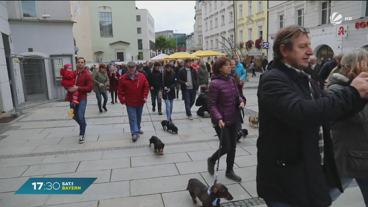 Dackelparade in Regensburg: Neuer Weltrekord am Sonntag?