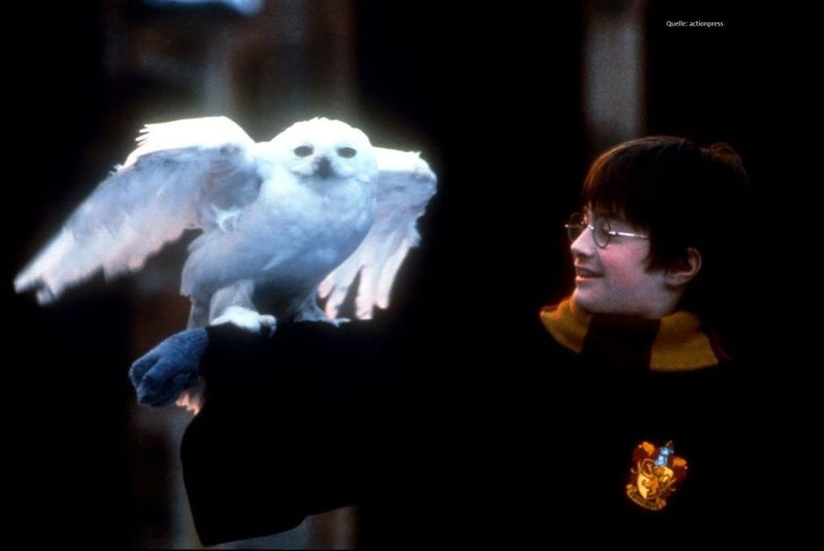 Hedwig lebt! Dieser Harry Potter Fan schreibt eine traurige Szene einfach um