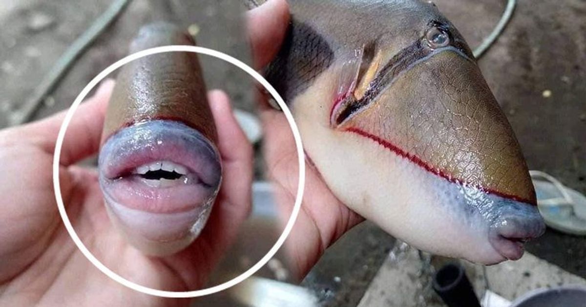 Fisch mit menschenähnlichem Mund in Malaysia gefunden