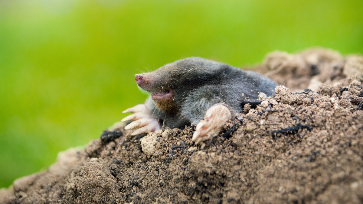Maulwurfsjägern drohen hohe Bußgelder