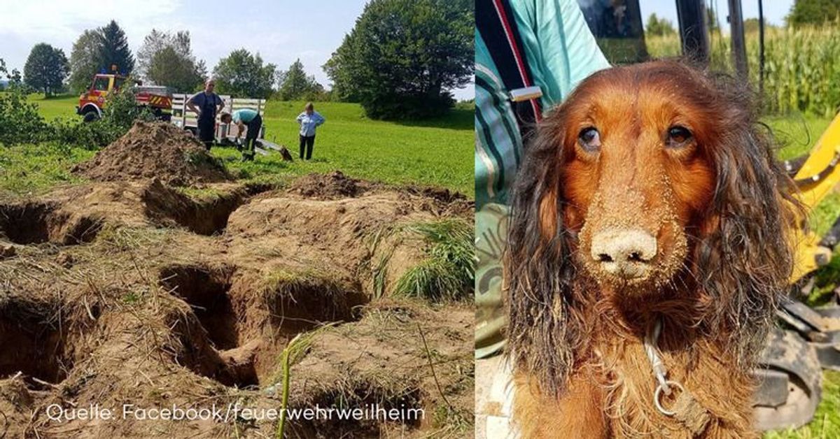 Wiederholungstäter: Weilheims Feuerwehr verzweifelt an Deutschlands trotteligstem Dackel