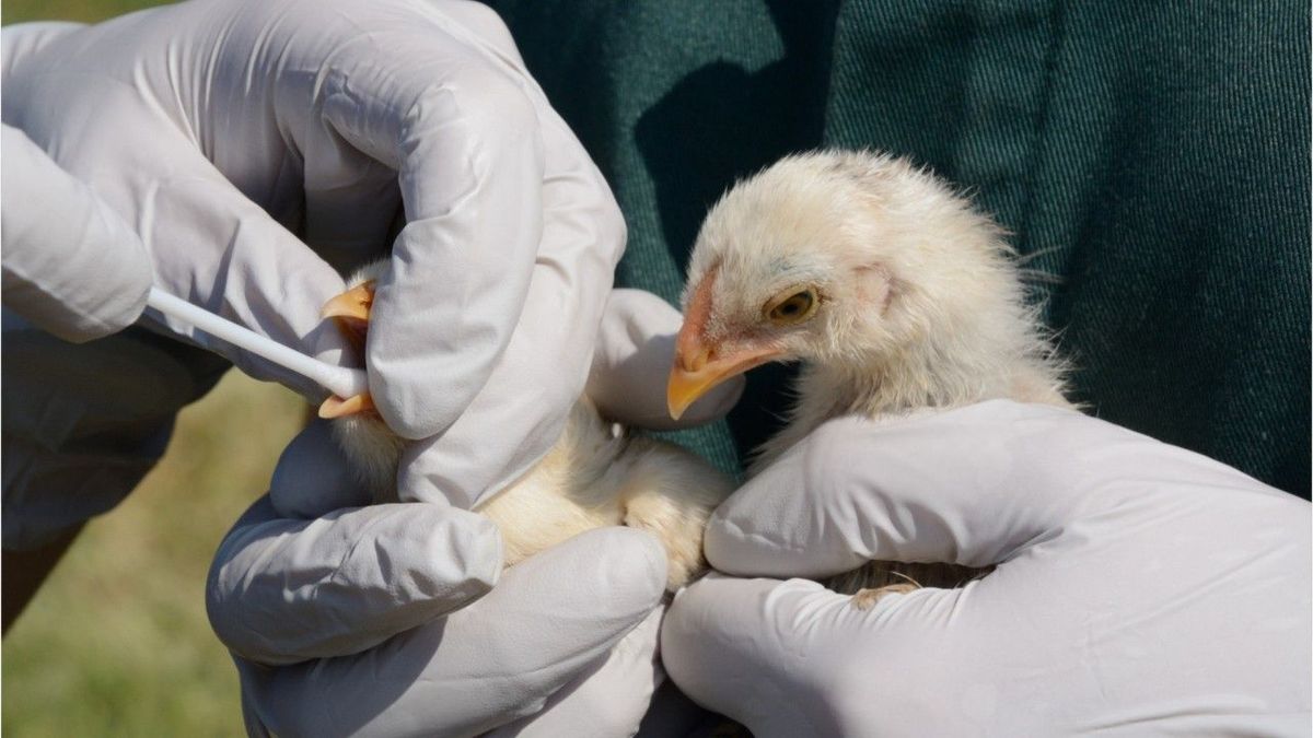 Weltweit erster Fall bei Menschen: Mann in China mit Vogelgrippe infiziert