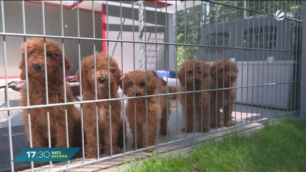 Illegale Welpen-Transporte: Tierheim Schwandorf rettet Hundebabys
