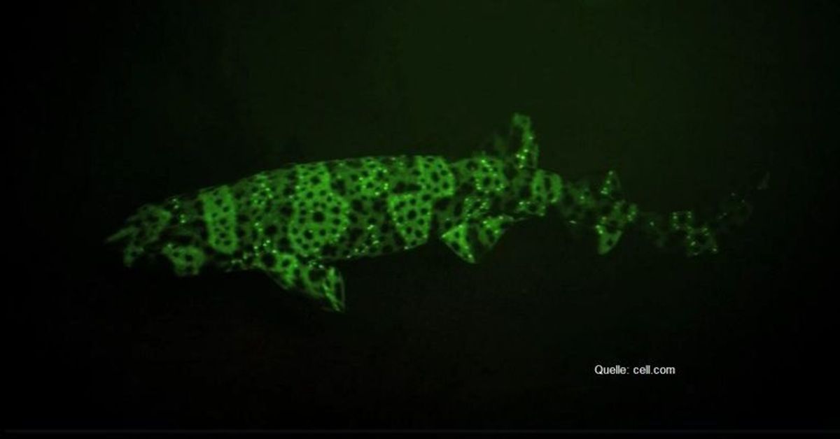 Diese Haie leuchten grün: Wissenschaftler decken das Phänomen auf