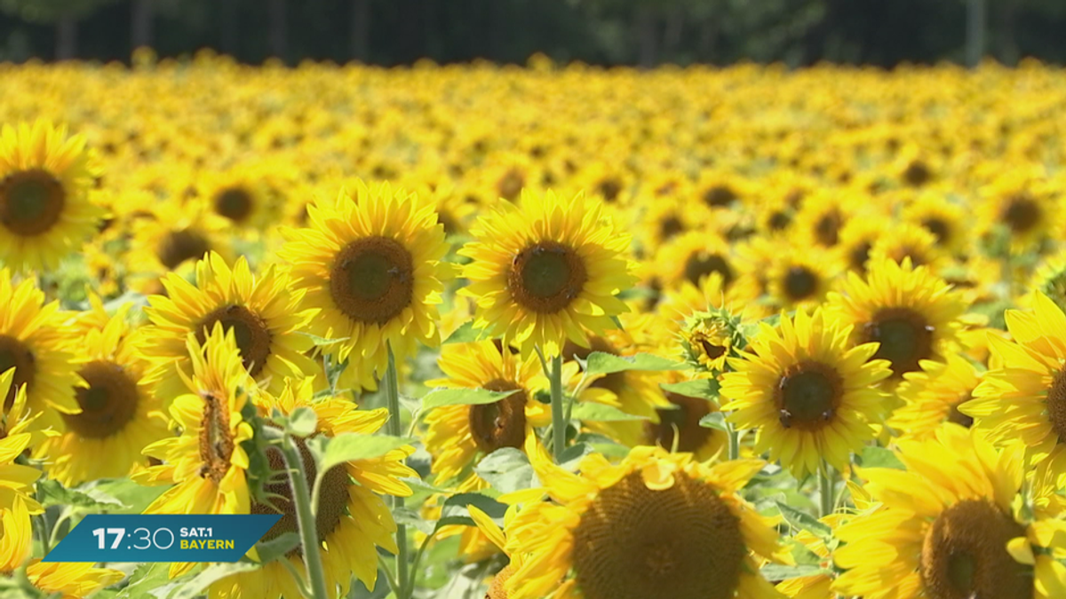 Schadstoff-Filter Sonnenblume: Sonniges Wetter in Unterföhring