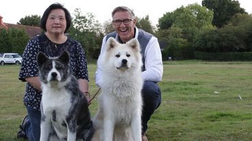 Die ungestümen Akitas