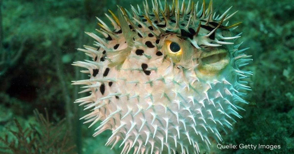 Die tödlichsten Unterwassertiere der Welt