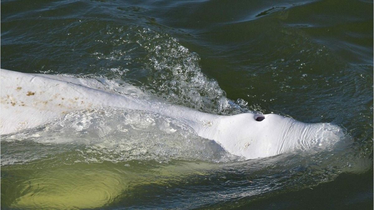 Belugawal verirrt sich in die Seine