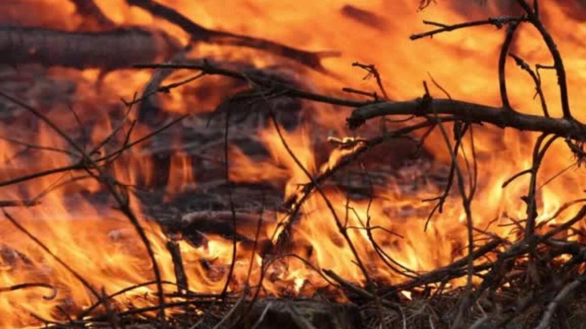 Deutsche Waldbrand-Lage ist "sehr beunruhigend"