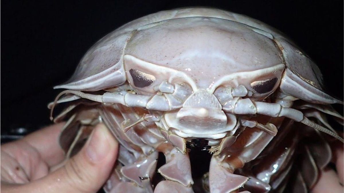 Neue Spezies entdeckt: Diese Unterwasser-Kakerlake sieht aus wie Darth Vader