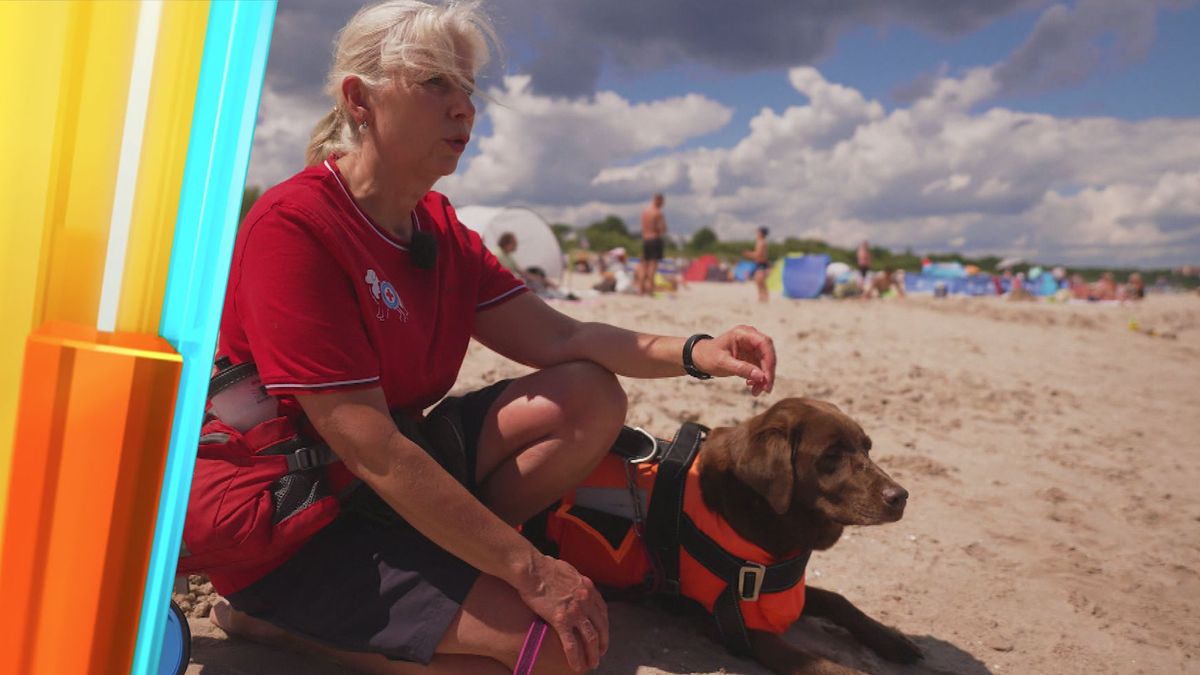 Lebensretter auf vier Pfoten: Die DRK Wasserrettungs-Hunde