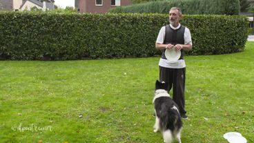 Dogfrisbee: Einen neue Sportart für Hund und Herrchen