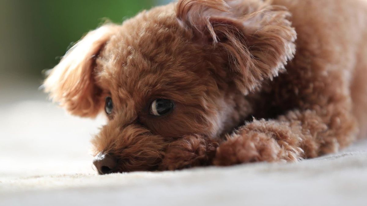 Einen Hund adoptieren: Die besten Rassen für Einsteiger