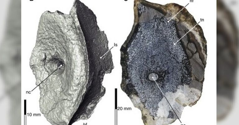 250 Millionen Jahre alt: Fund von XXL-Unterwasser-Saurier verblüfft Forscher