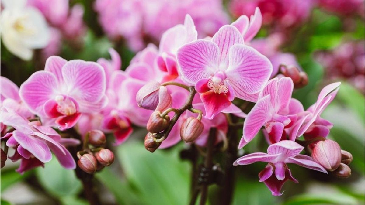 Diese Hausmittel lassen Orchideen wunderschön blühen