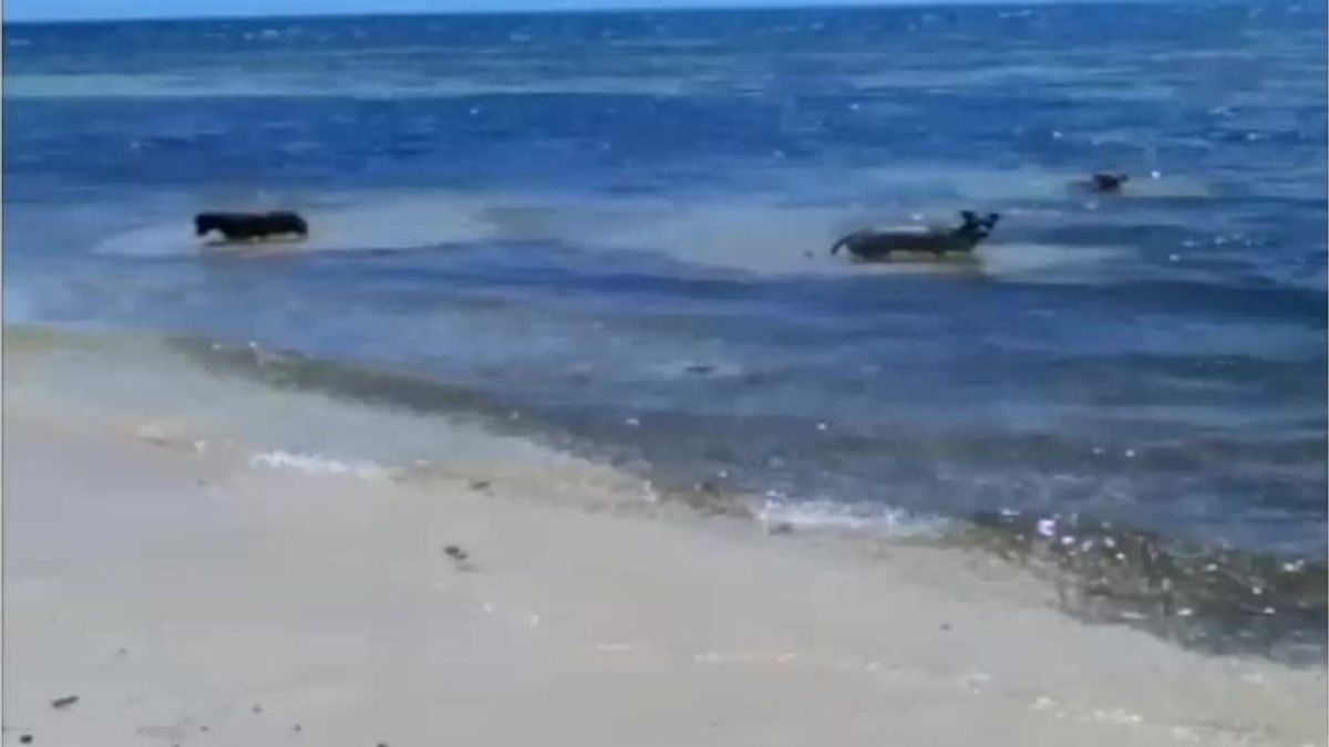 Hund wird von Hai angegriffen - und von seinen vierbeinigen Freunden gerettet