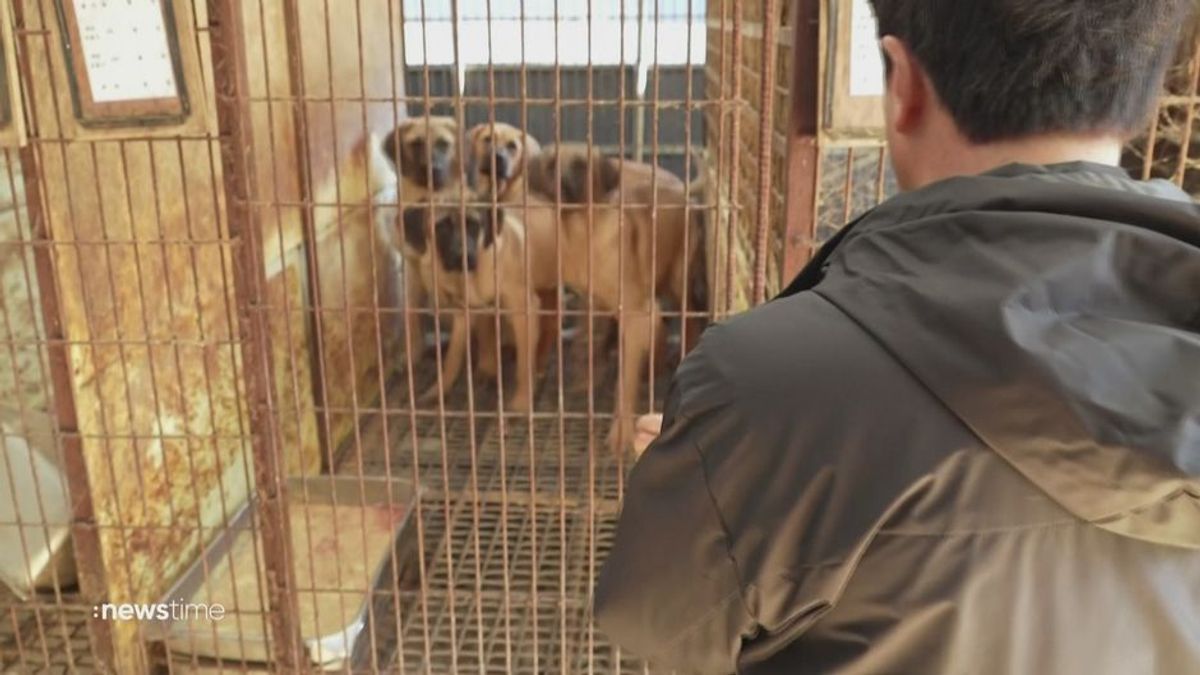 Südkorea: Hundefleisch zum Verzehr vor dem Aus