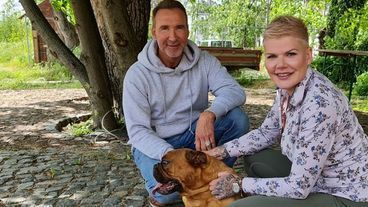 Eine Bulldogge sorgt für Eheprobleme
