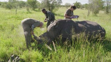 Mit Kettensäge auf Safari