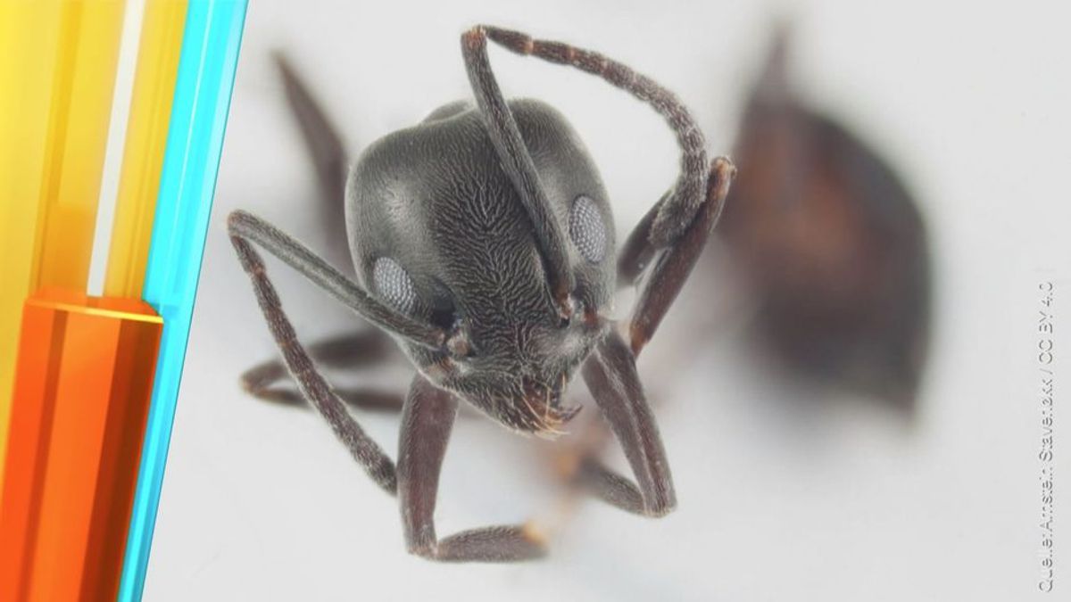Die Killer-Ameisen von Kehl: Insekten-Plage in Baden-Württemberg