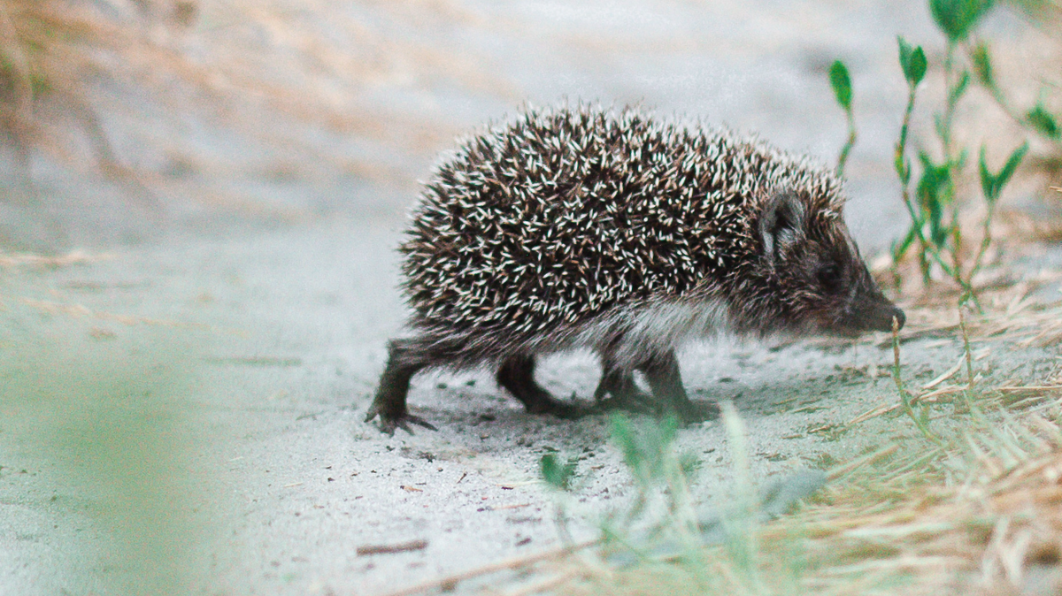 Todesfalle Mähroboter: Igel in Gefahr