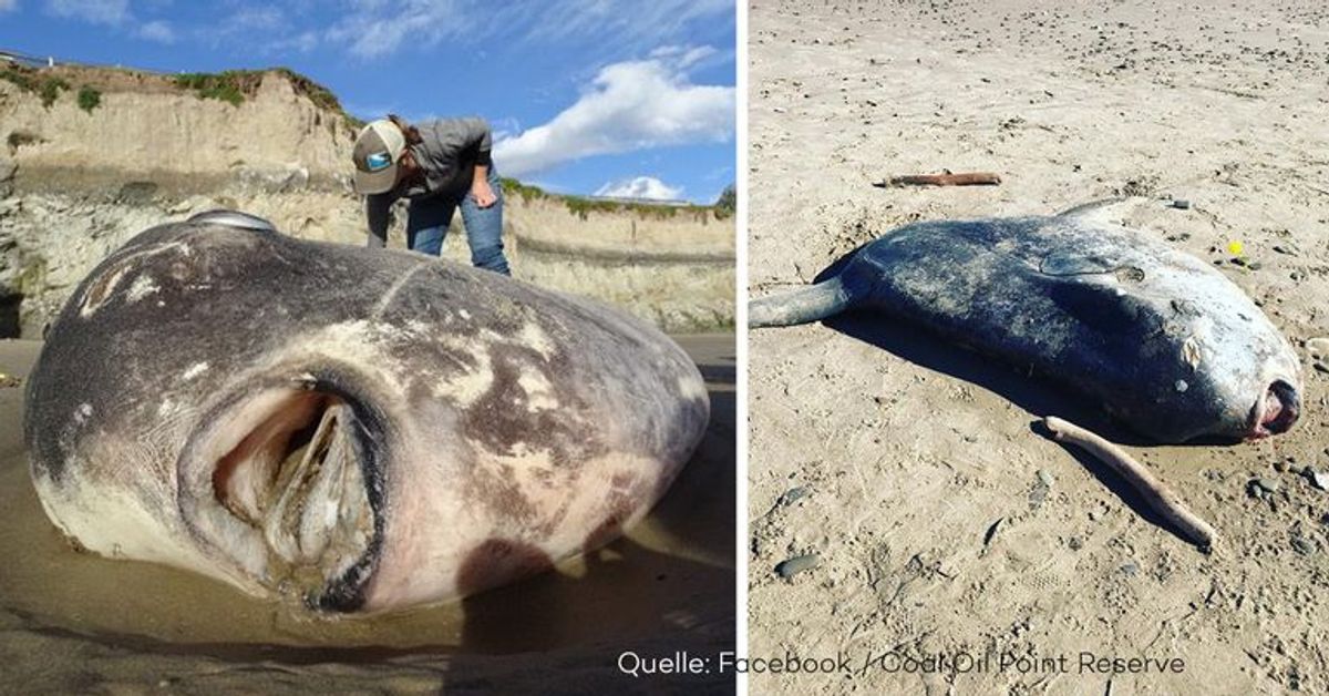 Wissenschaftliche Sensation: Riesiger Mondfisch am Strand von Santa Barbara angespült