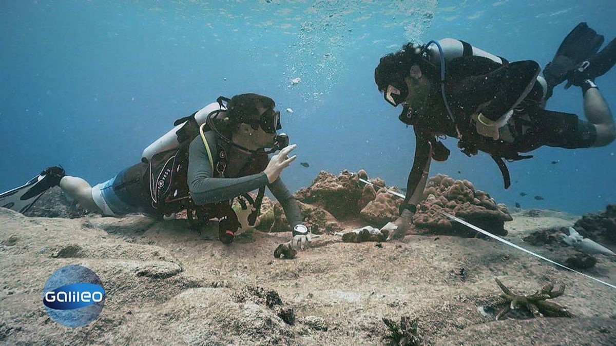 Die Riff-Retter: Mit Zahnbürste und Spezialbeton gegen das Korallensterben
