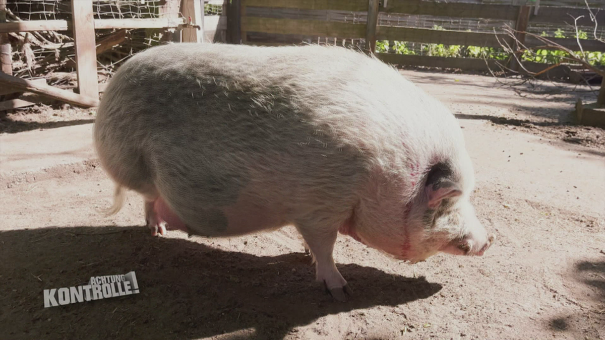 Blutabnahme am Hängebauchschwein