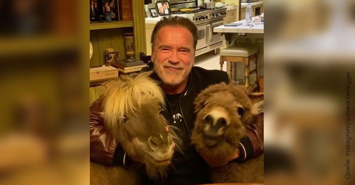 Sensationelles Trio: Dieser Esel und dieses Pony sind immer an Arnold Schwarzeneggers Seite