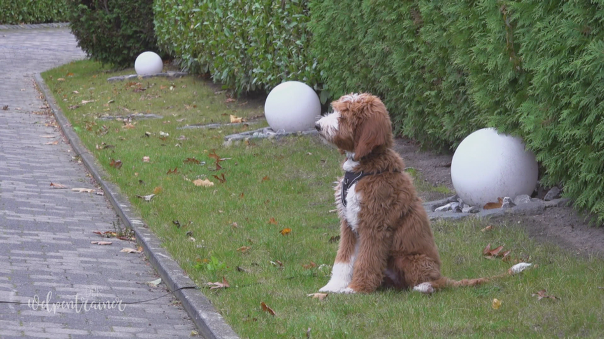 Kommandos in Alltagssituationen: Herausforderung Fahrradfahrer mit Hund