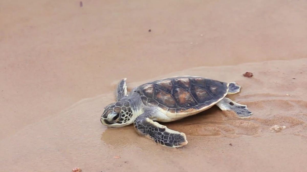 Aussortierte BHs können Schildkröten das Leben retten