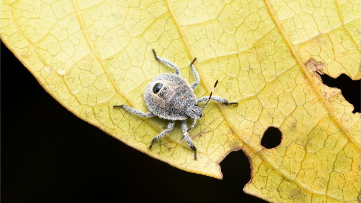 Stinkwanzen auf dem Vormarsch: So bekämpft man die Gartenschädlinge