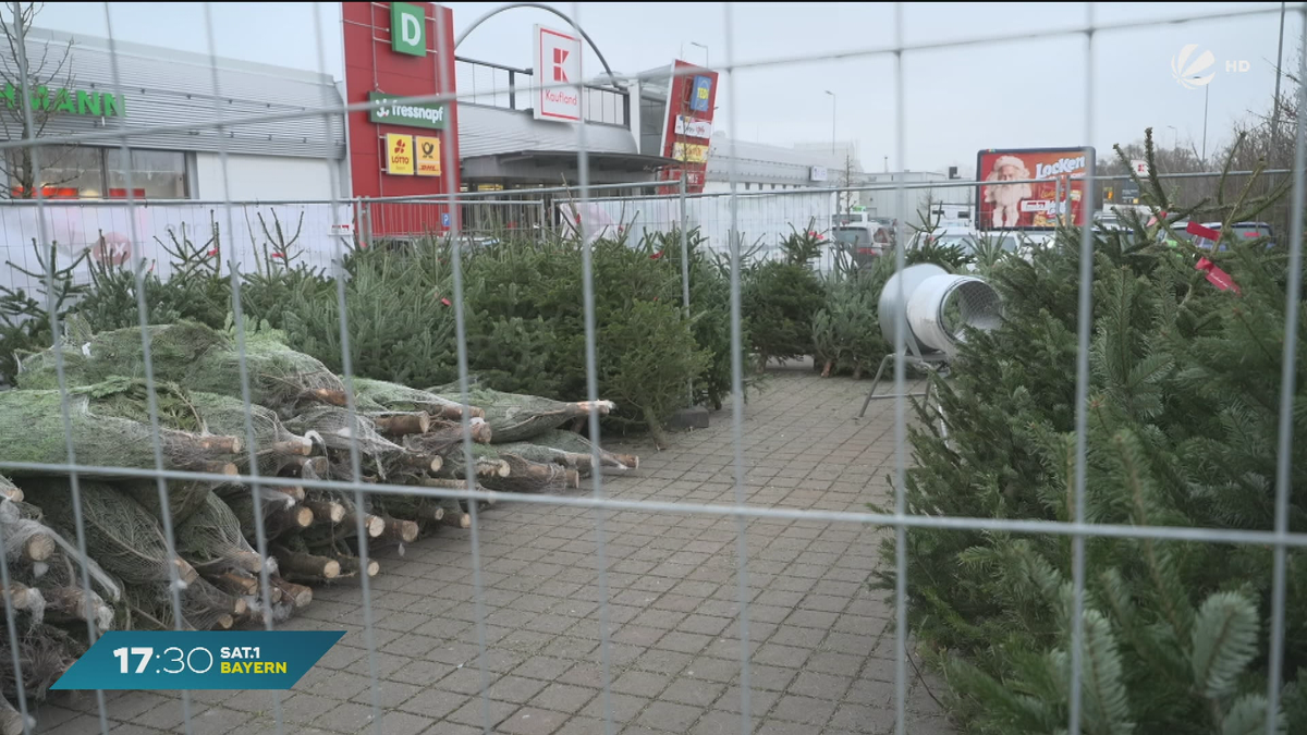 Weihnachtsdiebe in Bayern: Dutzende Christbäume gestohlen