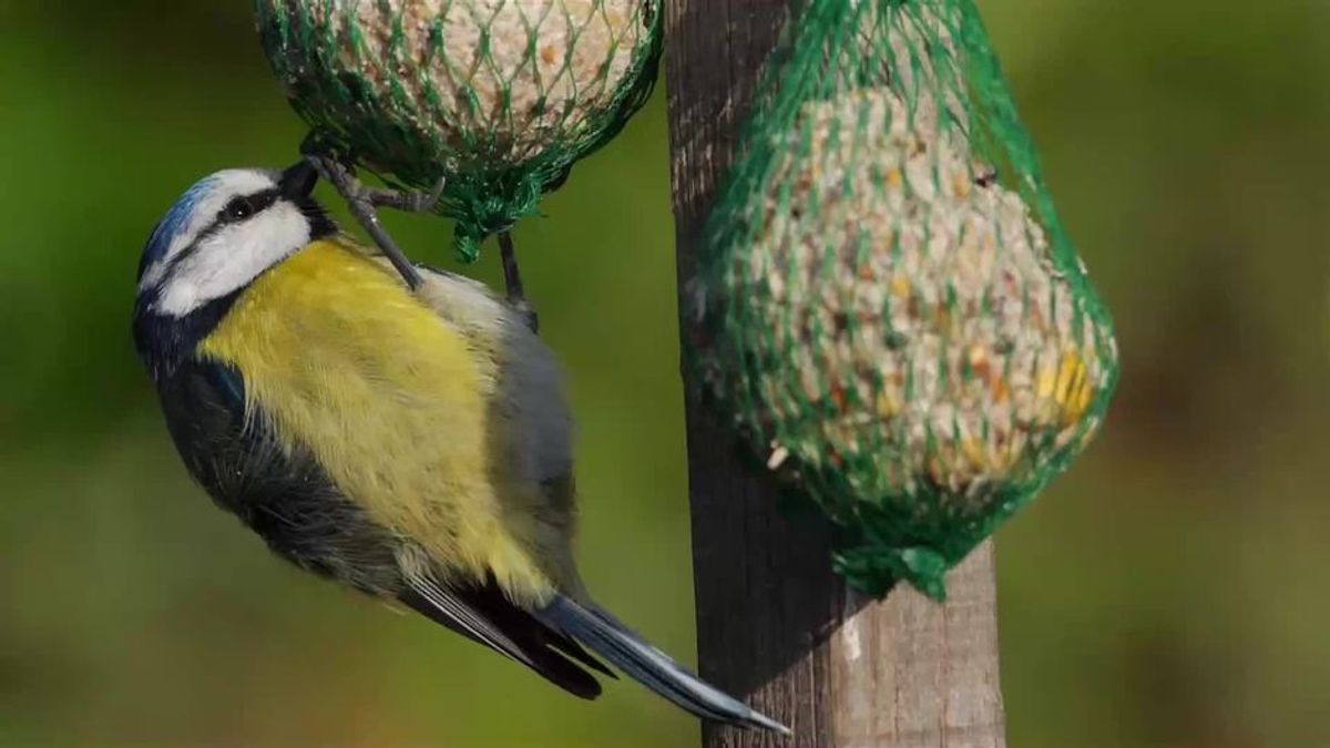 Rätselhaftes Vogelsterben in Deutschland