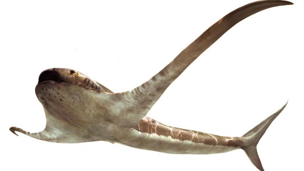 Sensationeller Fund: Fossil von 93 Millionen Jahre altem "Adlerhai" entdeckt