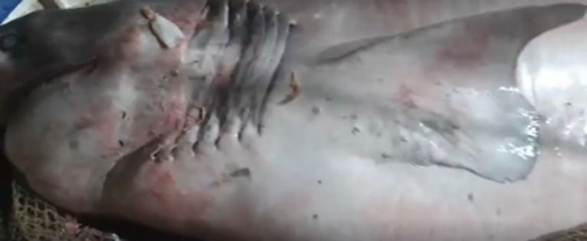 Krasse Aufnahmen: Fischer fängt riesigen Stumpfnasen-Sechskiemerhai