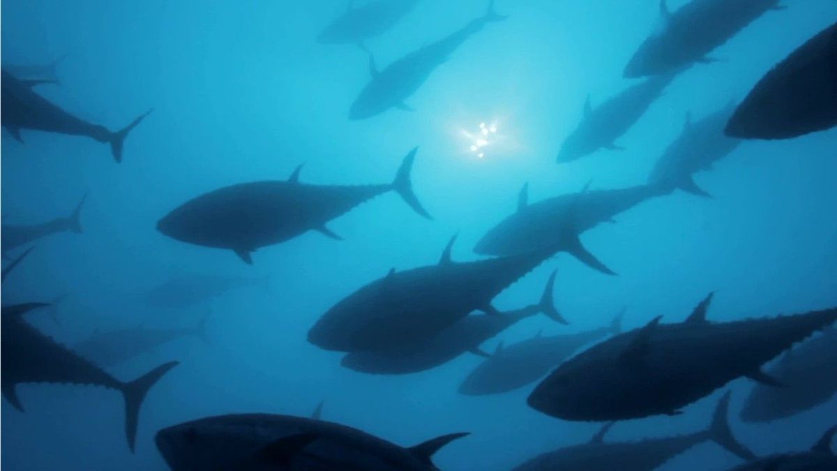 Seltene Aufnahmen: Plötzlich taucht Riesenfisch unter Stand-Up-Paddlern auf