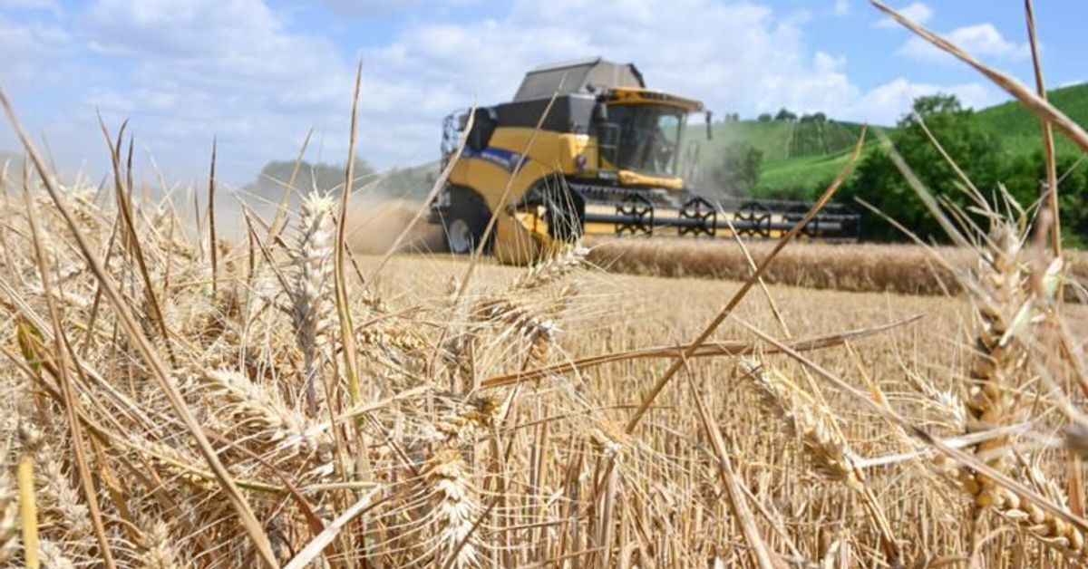 Verluste von bis zu 40 Prozent: Bauernverband warnt vor Ernteeinbußen