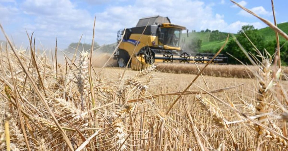 Verluste von bis zu 40 Prozent: Bauernverband warnt vor Ernteeinbußen