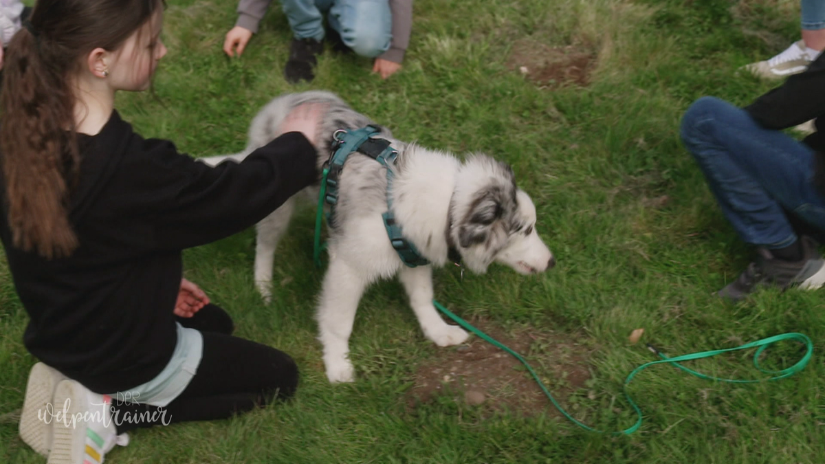 Hunde an spielende Kinder gewöhnen