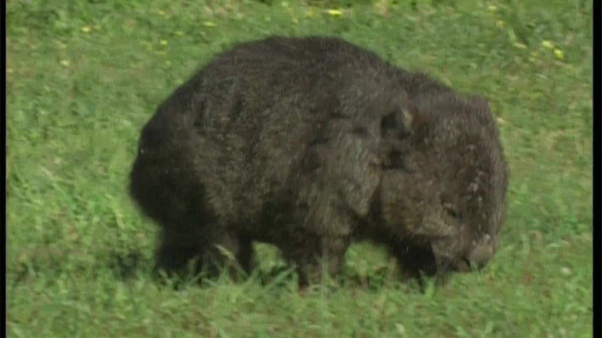 Grausames Video: Mann erschlägt Wombat mit Steinen