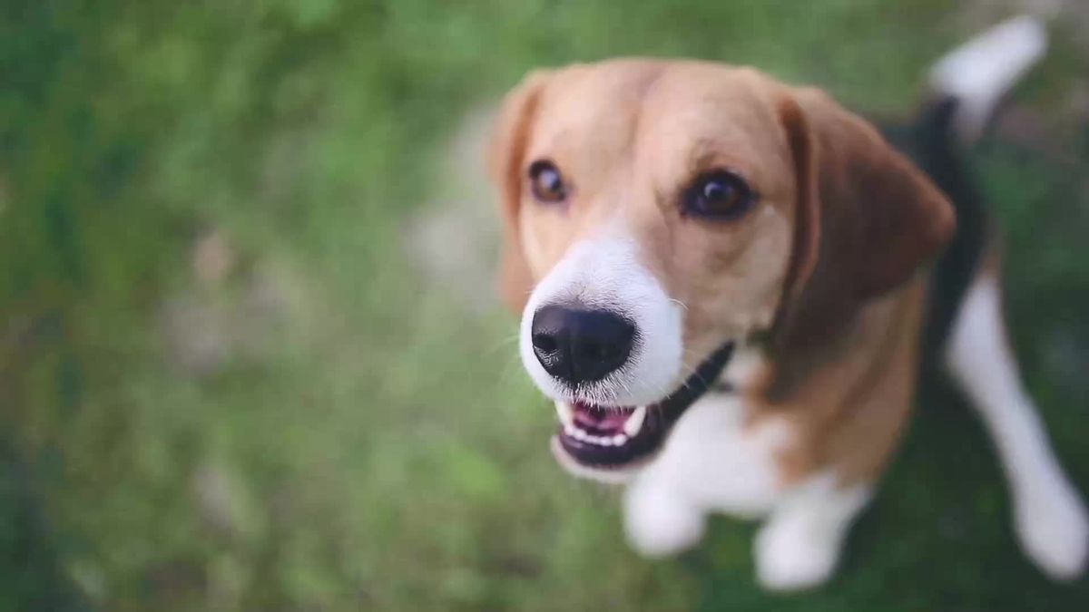 So erkenne ich, ob mein Hund Schmerzen hat